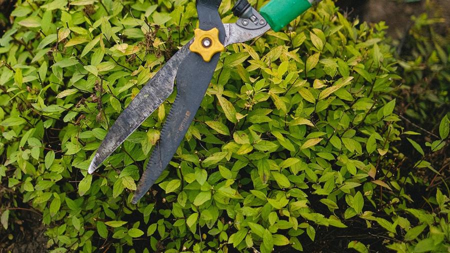 WHAT DO YOU NEED FOR PRUNING?