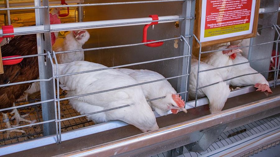 Retailers engageren zich voor beter welzijn vleeskippen