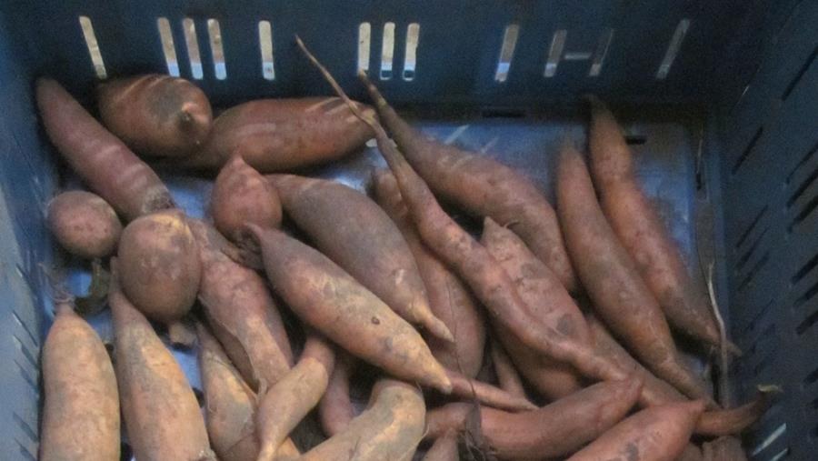 Valobat onderzoekt reststromen van bataat