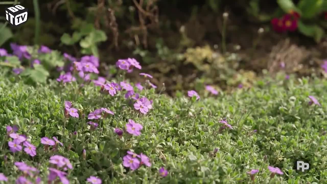 De volkstuin: zaailingen